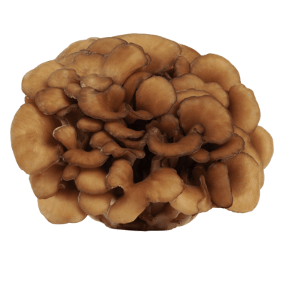 Maitake