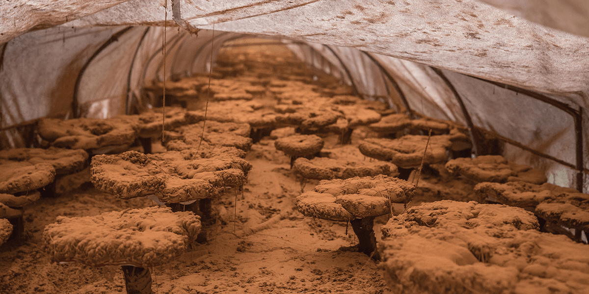 vital mushroom plantation