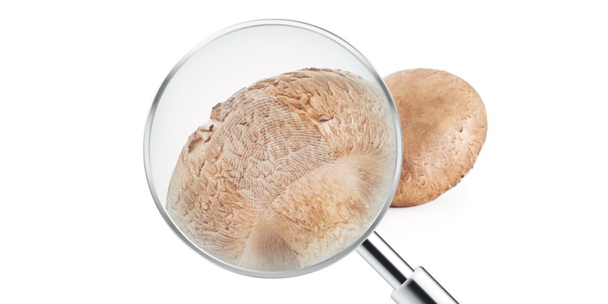 Vital mushroom Agaricus under magnifying glass