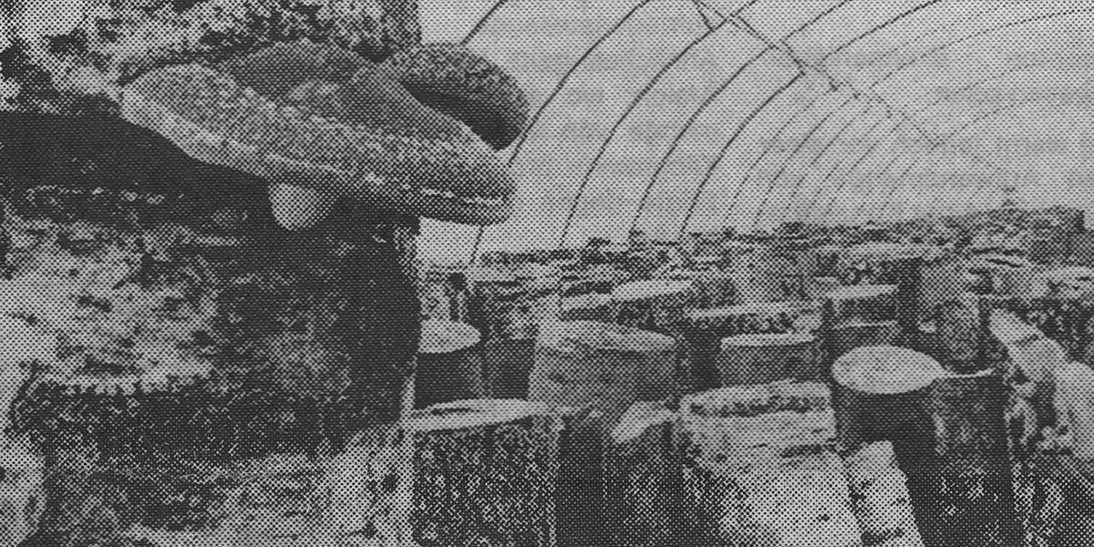 vital mushroom plantation in the 80s