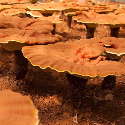 vital mushroom Reishi plantation