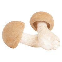 Mykopedia vital mushroom Mandelpilz