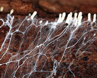 Mykopedia mycelium
