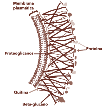 Extraction and characterization of cell wall-bound polysaccharides from mushrooms